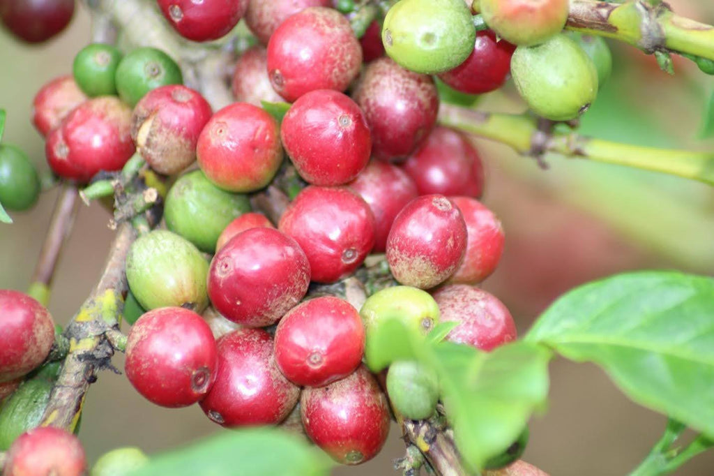 Kaffee aus Kenia: Das schwarze Gold vom Hochland