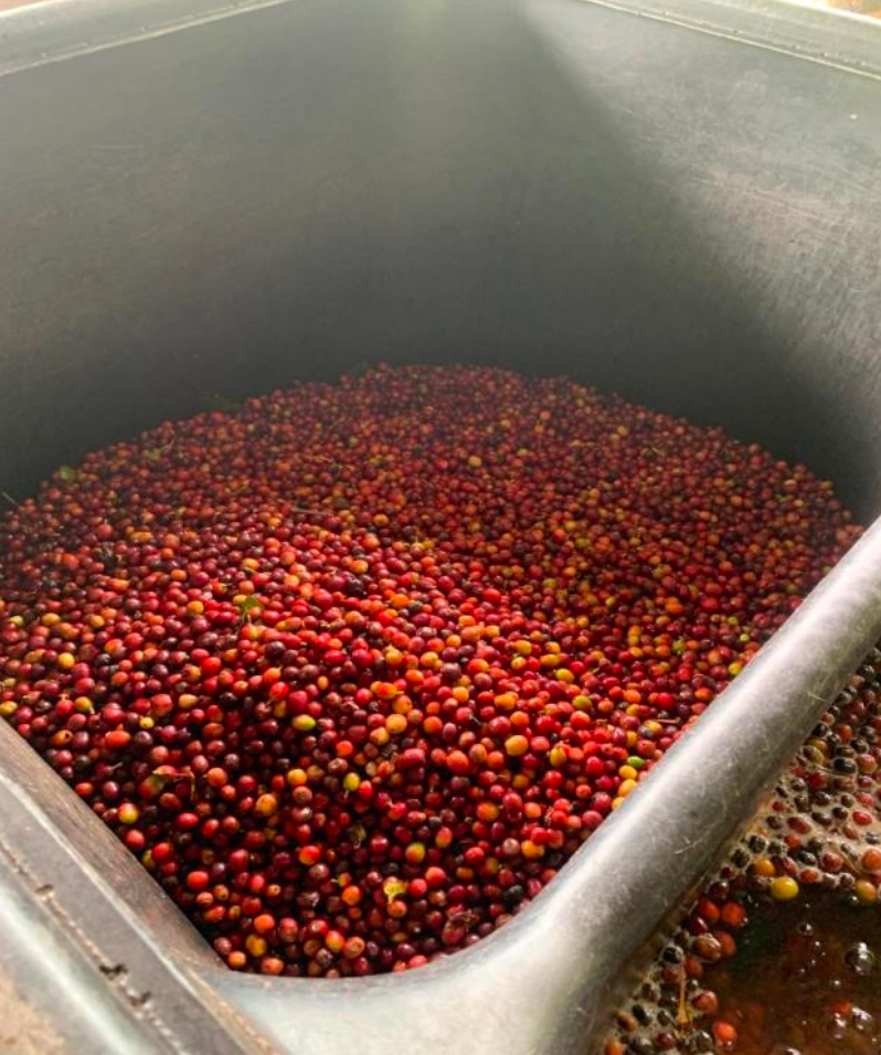 Co-fermentierter Kaffee: Innovation im Fermentationsprozess