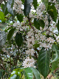 GUJI MEGADU. LOT25.13. ANAEROBIC. ÄTHIOPIEN.