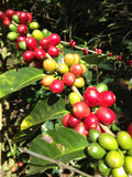 CABALLERO - BOMBA DE FRUTA #2. HONDURAS.