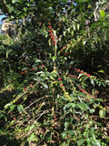 CABALLERO - BOMBA DE FRUTA #2. HONDURAS.