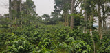 DECAF. SANTA FE ORGANIC. MEXIKO.