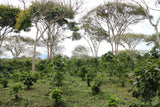 EL BOMBO MUJERES. ORGANIC. KOLUMBIEN.