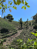 LAGUNA DE LOS CONDORES. ORGANIC. PERU.