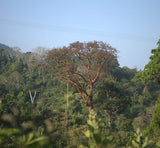 DECAF. SANTA FE ORGANIC. MEXIKO.