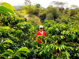 EL BOMBO MUJERES. ORGANIC. KOLUMBIEN.