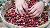 DECAF. SANTA FE ORGANIC. MEXIKO.