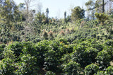CABALLERO - BOMBA DE FRUTA #2. HONDURAS.