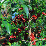 BILDIMOO CHELCHELE #3. ÄTHIOPIEN. ORGANIC.